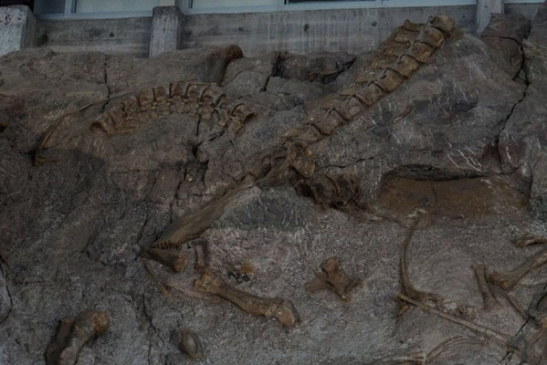 Dinosaur NM