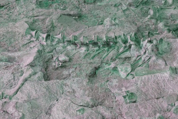 Dinosaur NM