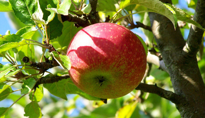 Apfel von der Streuobstwiese