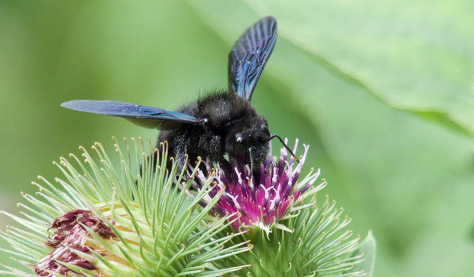 Blauschwarze Holzbiene