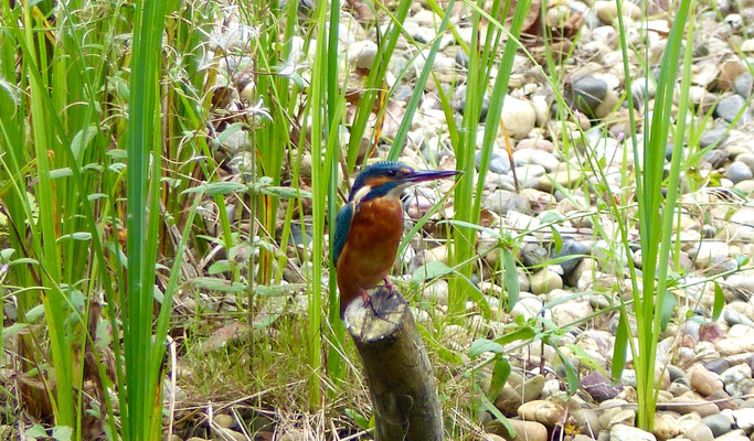 Weiblicher Eisvogel