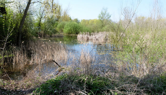 Sumpf neben dem Backsteinweiher