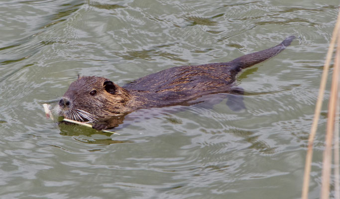 Nutria