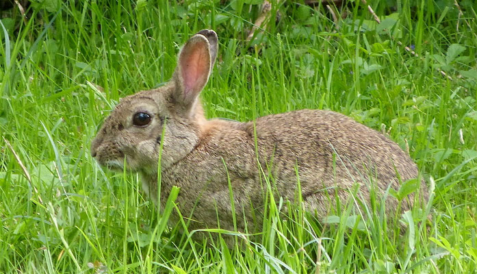 Kaninchen
