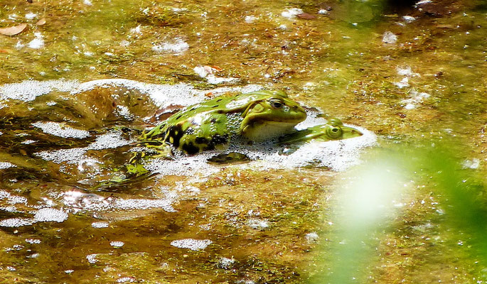 Wasserfrösche verteidigen ihr Revier, indem sie Rivalen unter Wasser zu drücken versuchen. 