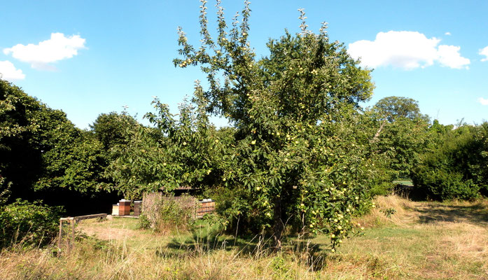 Feldholzinsel Ponderosa