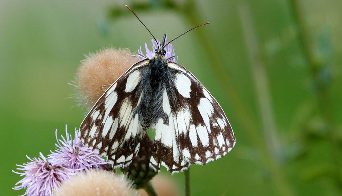 Schachbrettfalter