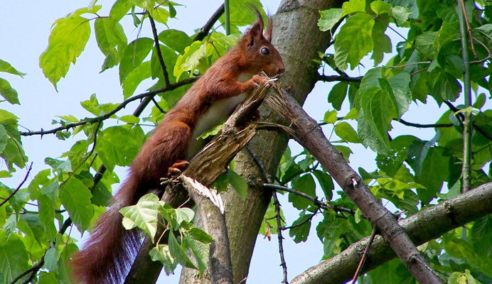 Eichhörnchen