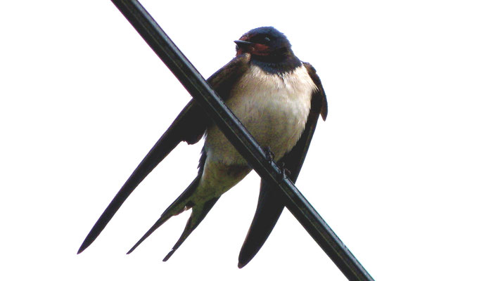 Rauchschwalbe