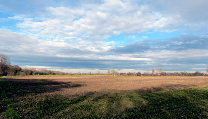 Feldplatte