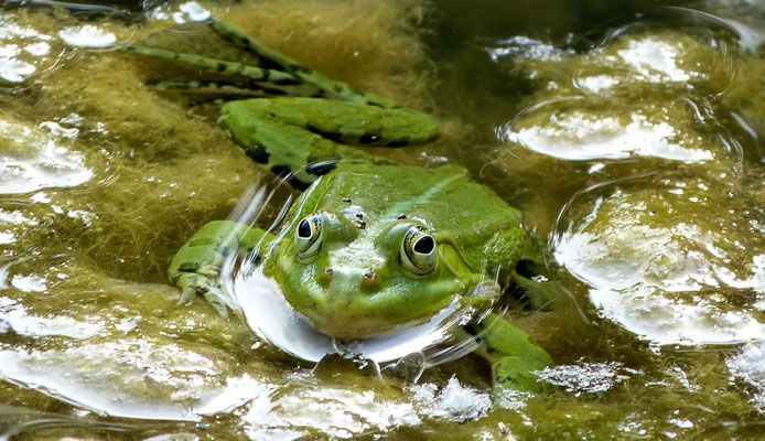 Wasserfrosch