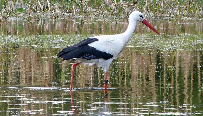 Weißstorch