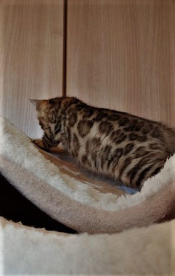 生後2か月位の　ベンガル猫メス