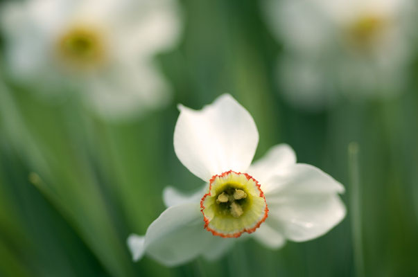 Dichter-Narzisse (Narcissus poeticus) [UKR20110428_0519]