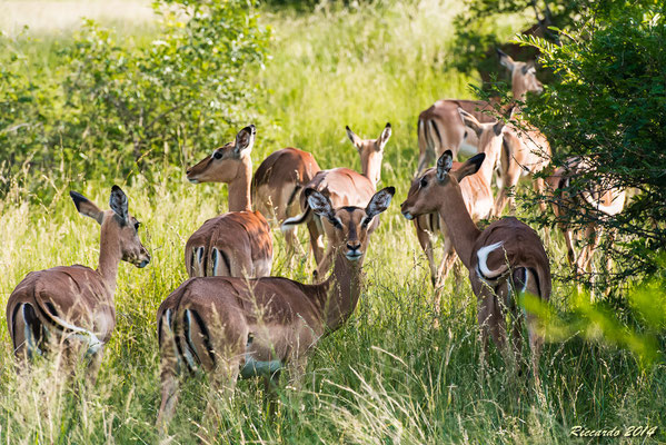 Impala Antilope