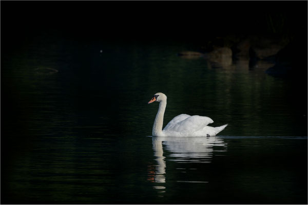 Schwanensee