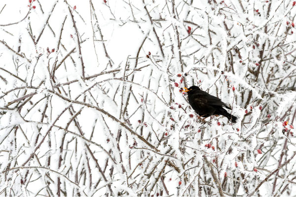 Vogelbeeren