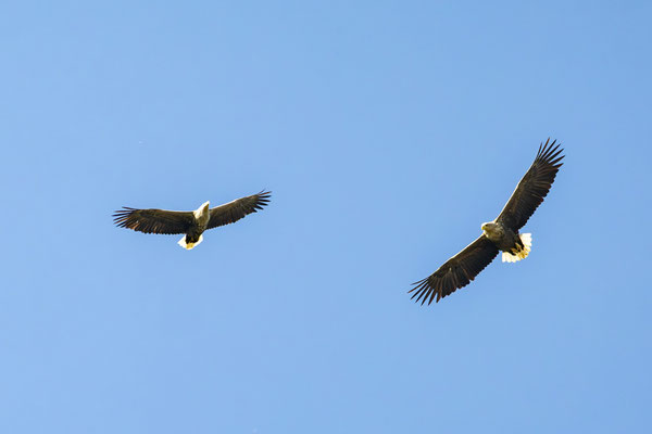 Seeadler