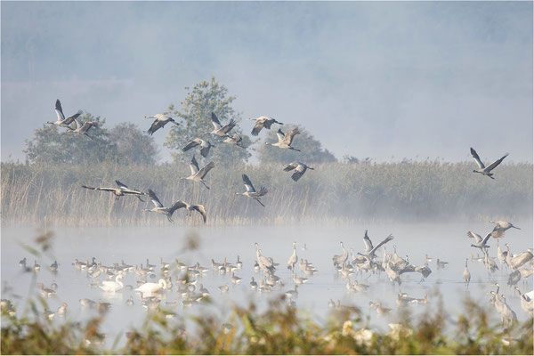 Galenbecker See  Aussichtspunkt  Kranichrast 
