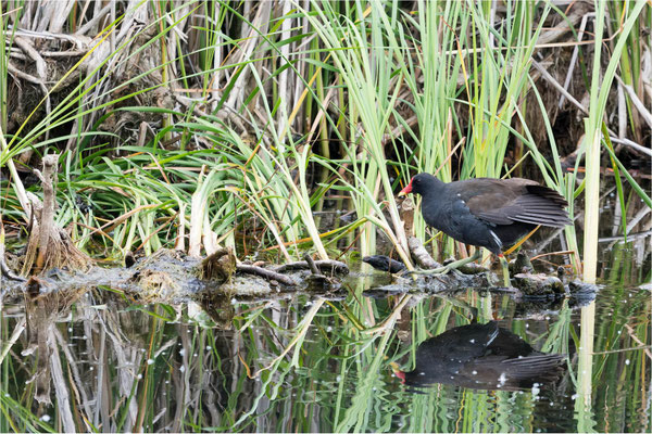 Teichhuhn am Dorfteich Neuenkirchen