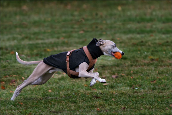Speed