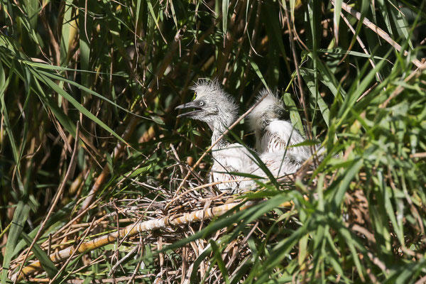 Silberreihernachwuchs