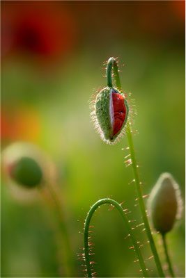 Mohnblütenknospe