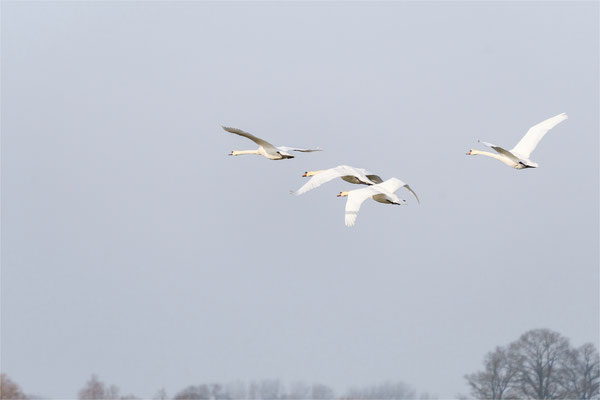 Formationsflug