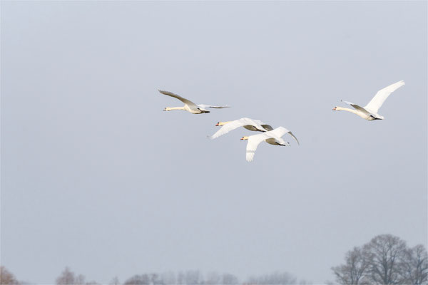 Formationsflug