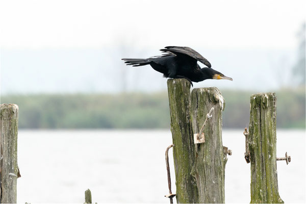 Kormoran