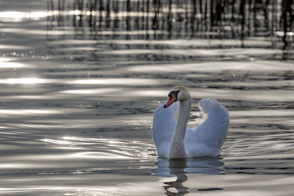 Schwan