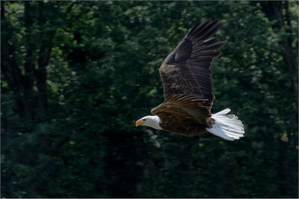 Weißkopfseeadler