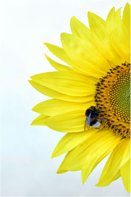 Sonnenblumenbesucher