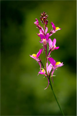 Marokanisches Leinkraut