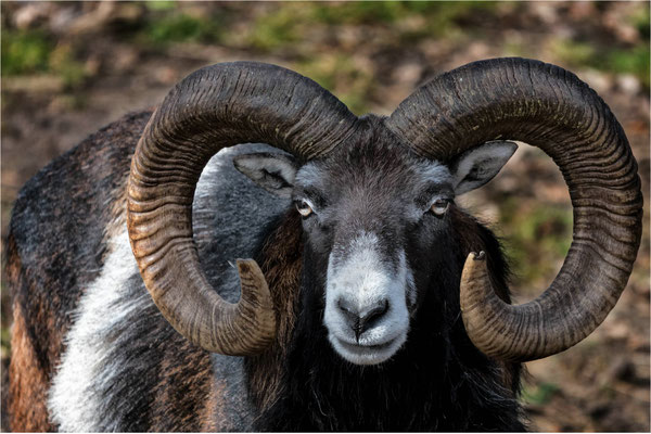 Mufflon