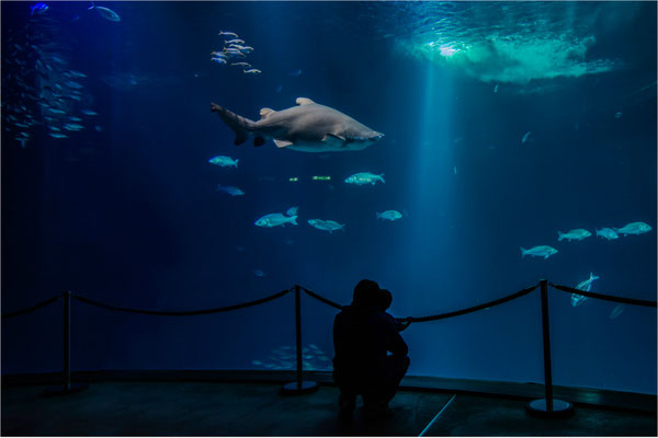 im Ozeaneum