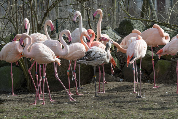 Flamingos