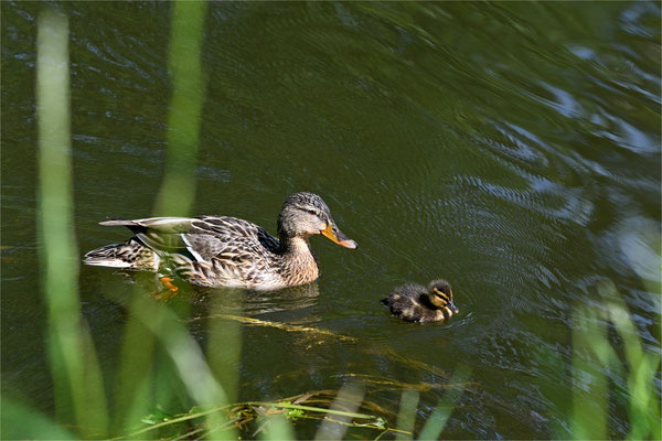 Stockente mit Kücken