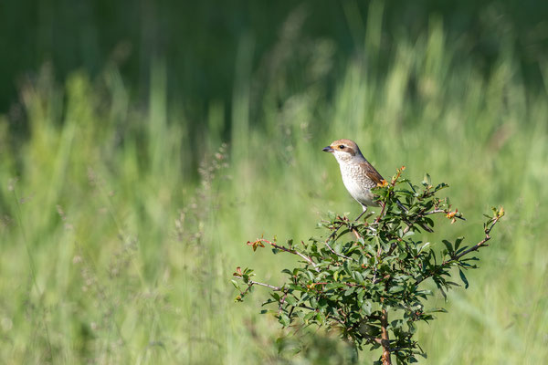 Neuntöter (Weibchen)