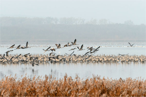 Aufbruch der Kraniche am Galenbecker See