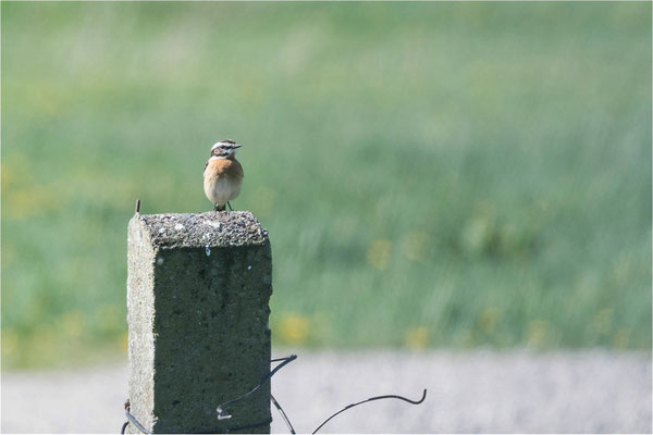 Braunkehlchen