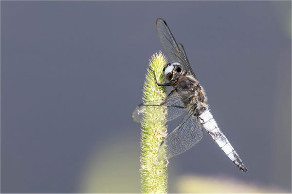 Plattbauchlibelle