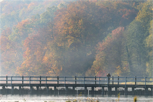 Herbstfarben im Frühnebel am Tollensesee