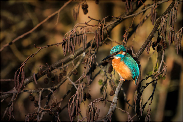 Eisvogel im Erlenbaum