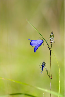 Glockenblume