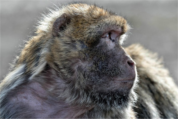 Berberaffe