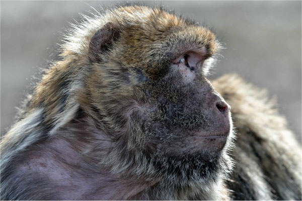 Berberaffe