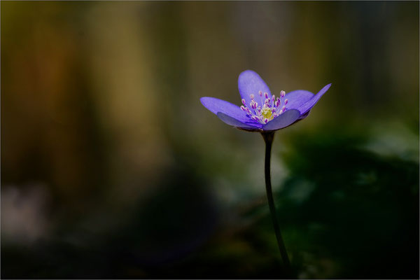 Leberblümchen