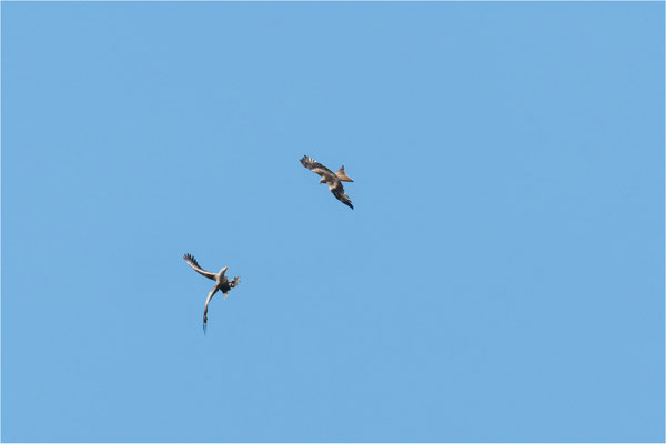 Seeadler und Schwarzmilan beim Kampf um den Fisch