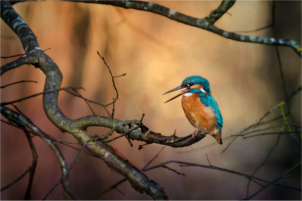 Eisvogel am Gätenbach